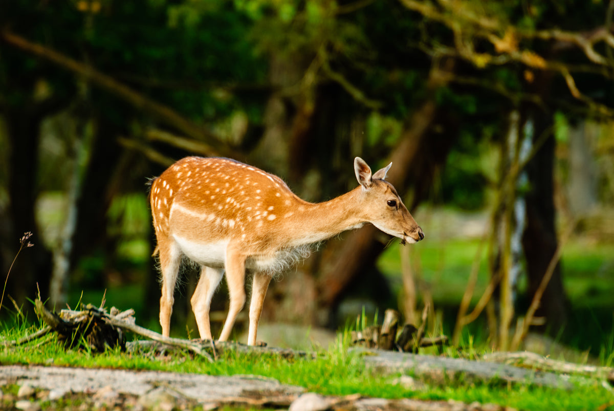 Why is My Trail Camera Not Working? Campark Focus on Cameras