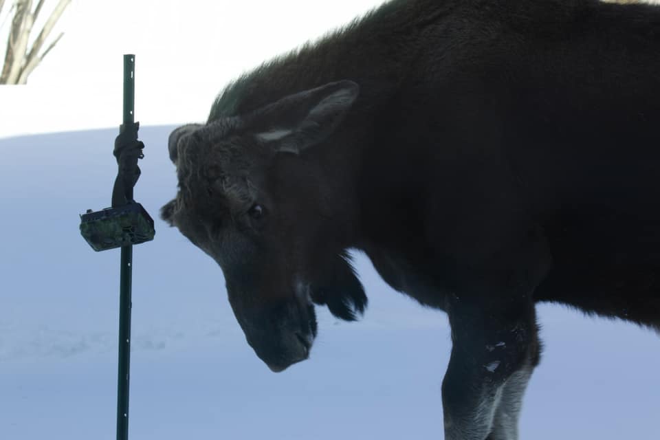 Exploring the Benefits of Campark Cellular Trail Cameras