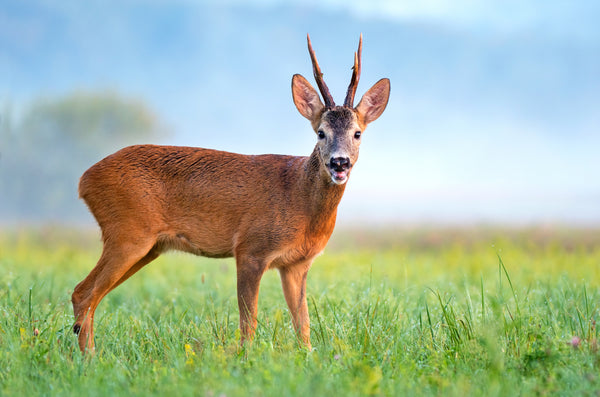 What has Hunting Brought us?