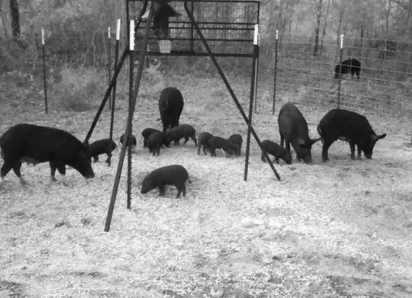 How to Use a Trail Camera for Feral Hog Control