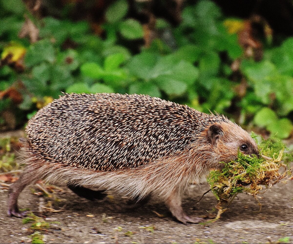 Best Trail Camera in 2026: How to Choose(Backyard, Wildlife, No‑Glow Night Vision)