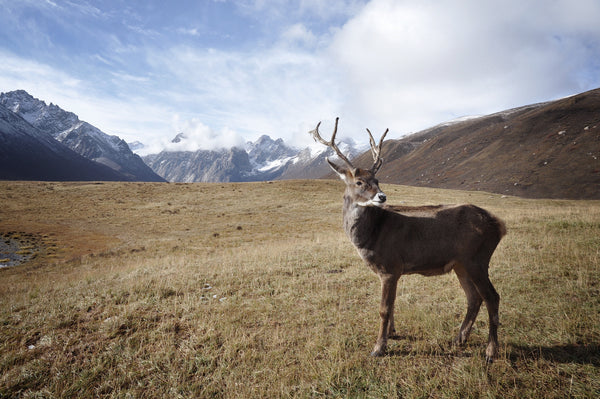 The Difference Between a Wide-Angle Lens and a Telephoto Lens: Which is Best for You