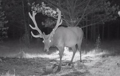 Can You Watch a Cellular Trail Camera Live? Features and Costs Explained