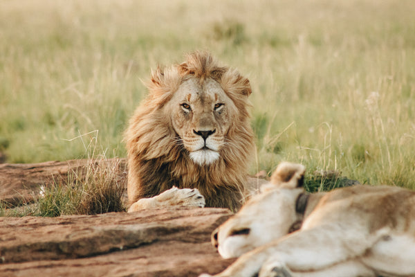 Uses of Trail Cameras - Tracking Wildlife