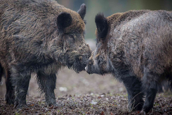 How Cellular Trail Cameras Turn Monitoring Into Real-Time Control