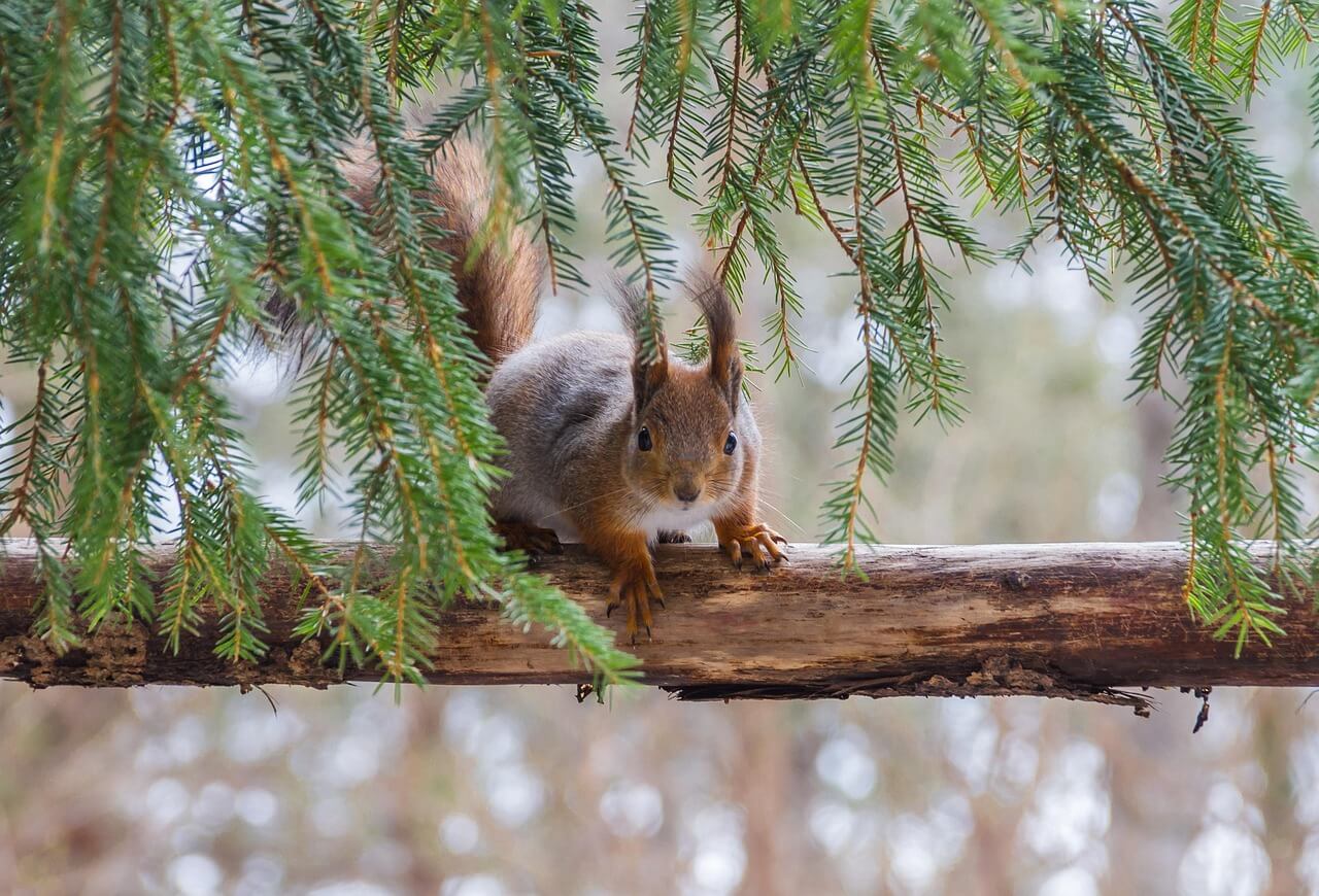 How AI Image Recognition Is Revolutionizing 4G Trail Cameras