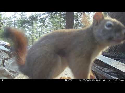 Campark T200 Trail Camera captured squirrels looking for food.